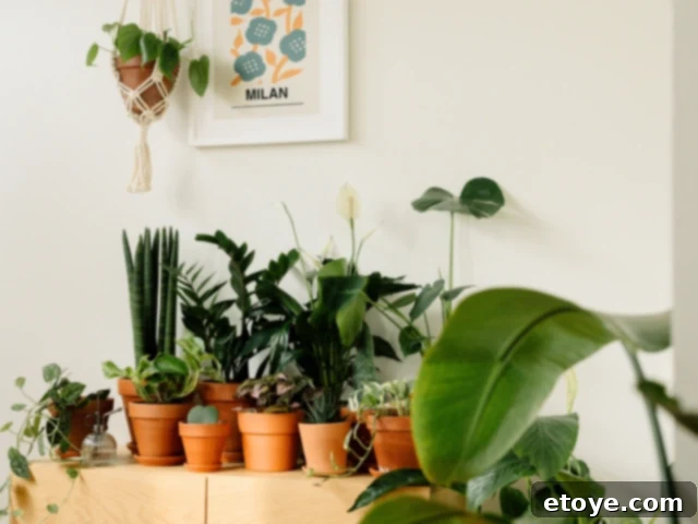 10 Effortless Houseplants to Chase Away Winter Blues 14 Vibrant indoor houseplants creating a green oasis