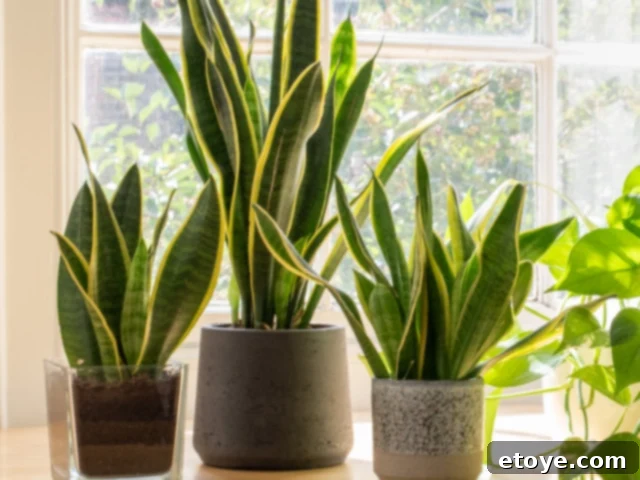 10 Effortless Houseplants to Chase Away Winter Blues 3 Snake Plant, also known as Mother-in-Law's Tongue