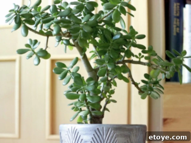 10 Effortless Houseplants to Chase Away Winter Blues 5 Chunky-leaved Jade plant on a windowsill