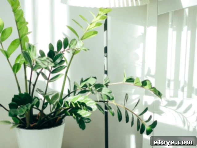 10 Effortless Houseplants to Chase Away Winter Blues 6 Glossy green ZZ Plant in a modern pot