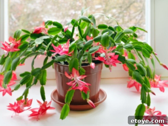 10 Effortless Houseplants to Chase Away Winter Blues 7 Blooming Christmas Cactus with red flowers