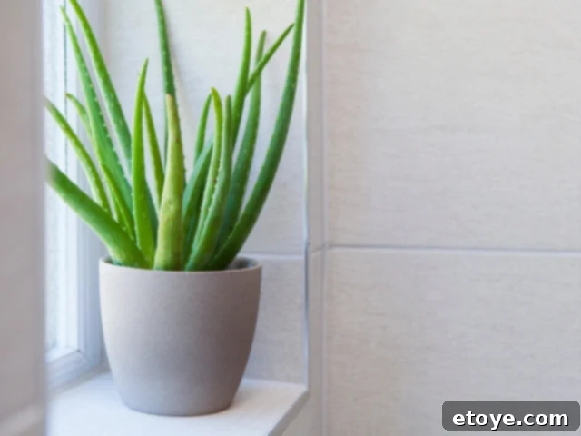 10 Effortless Houseplants to Chase Away Winter Blues 8 Aloe Vera plant with thick, fleshy leaves