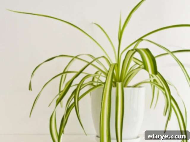 10 Effortless Houseplants to Chase Away Winter Blues 10 Spider Plant with long, arching leaves and spiderettes