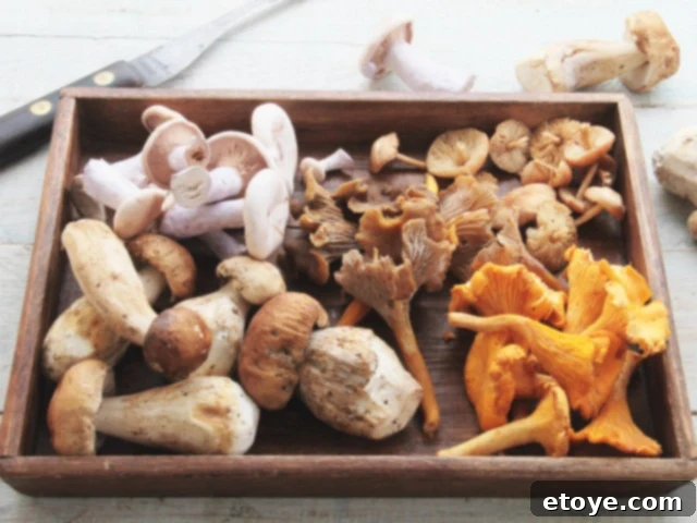 functional mushrooms