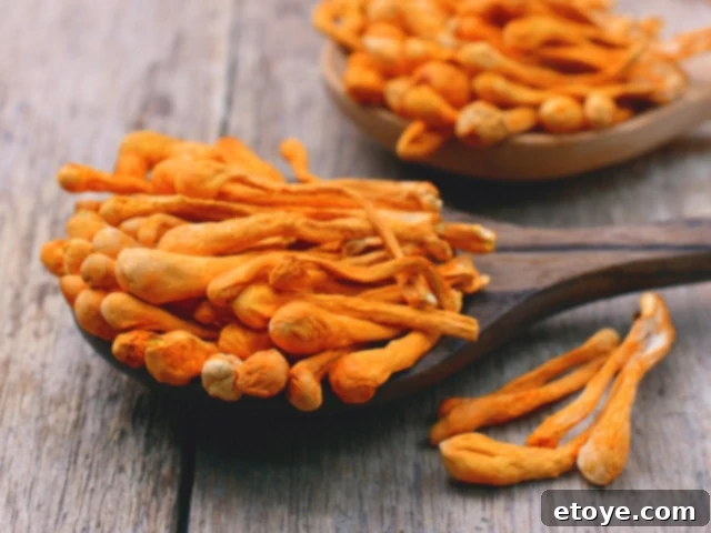 Cordyceps Militaris mushrooms, a powerful adaptogen for energy and immunity