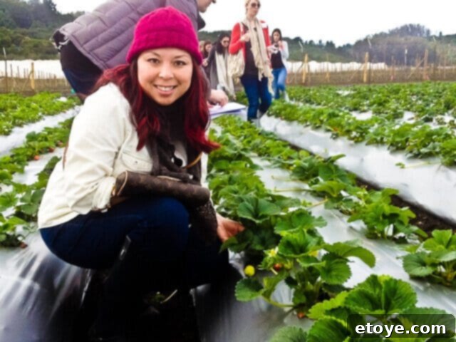 Charred Chicken with Blackberry Agrodolce 6 Driscoll's Strawberry Fields in Northern California