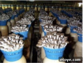 asian-mushrooms-growing