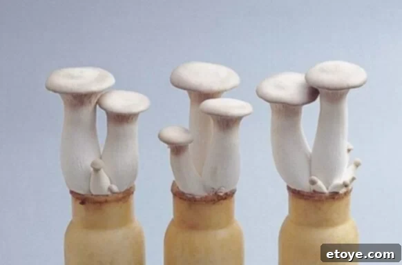 asian-mushroom-king-trumpet-growing