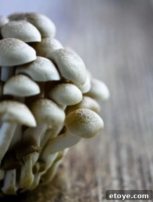 japanese-brown-beech-mushroom