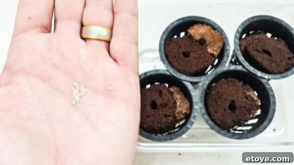 Net Cups in Shallow Water Tray for Germination