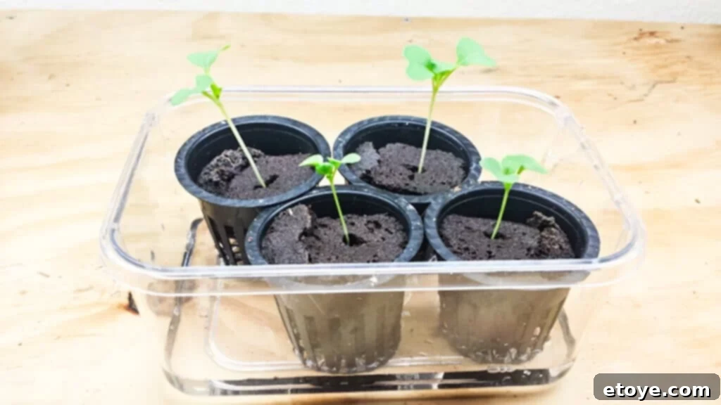 Two-Week-Old Healthy Hydroponic Seedlings