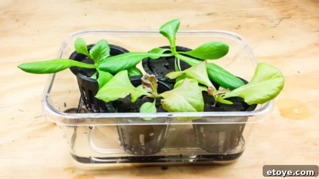Filling Hydroponic Tub to Correct Water Level