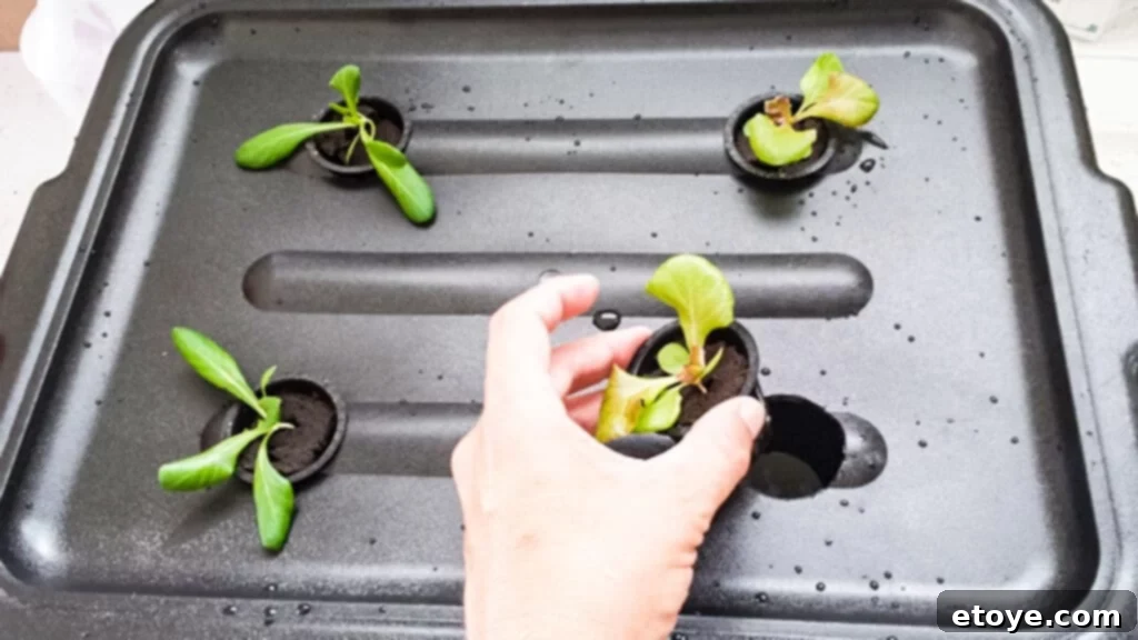 Tub Hydroponics - Week 1 Growth