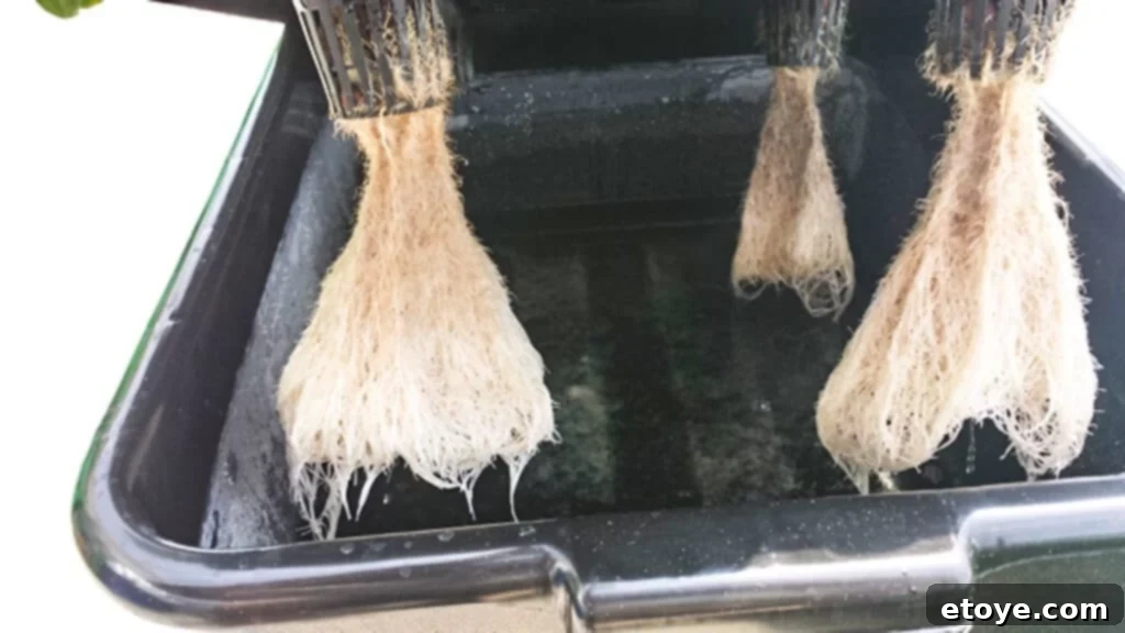 Nutrient Solution Level and Root System at 5 Weeks