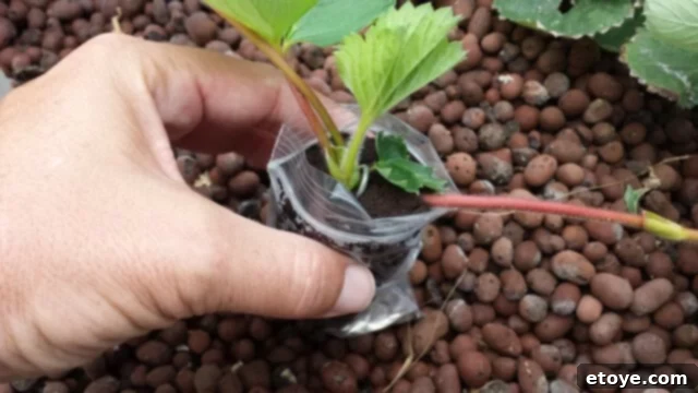 Strawberry runner propagation unit on grow media
