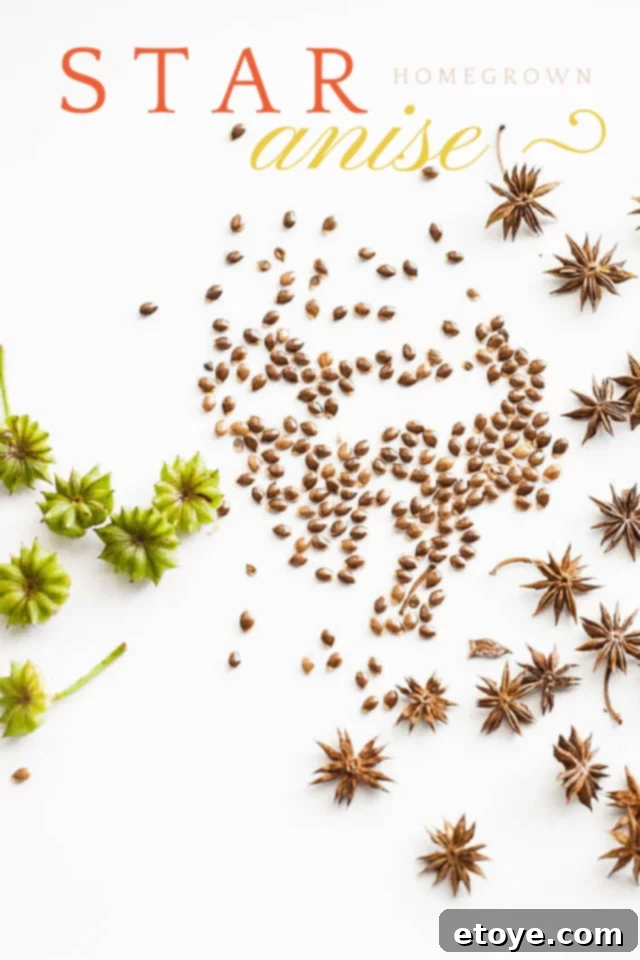 Aromatic Star Anise: Homegrown Excellence 2 Freshly picked star anise pods drying, showcasing their vibrant green color before turning brown