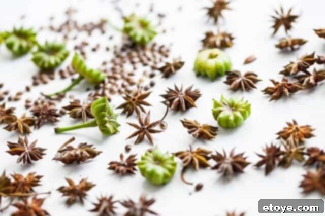 Aromatic Star Anise: Homegrown Excellence 3 Close-up of dried star anise pods from a home garden, perfectly formed and aromatic