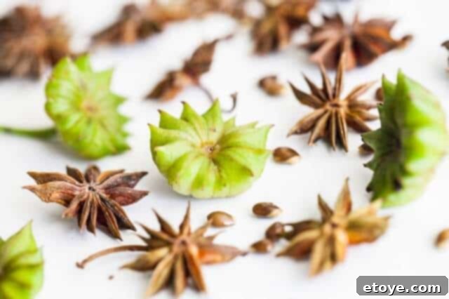 Aromatic Star Anise: Homegrown Excellence 5 A close-up of a single star anise pod, showcasing its unique star shape and texture