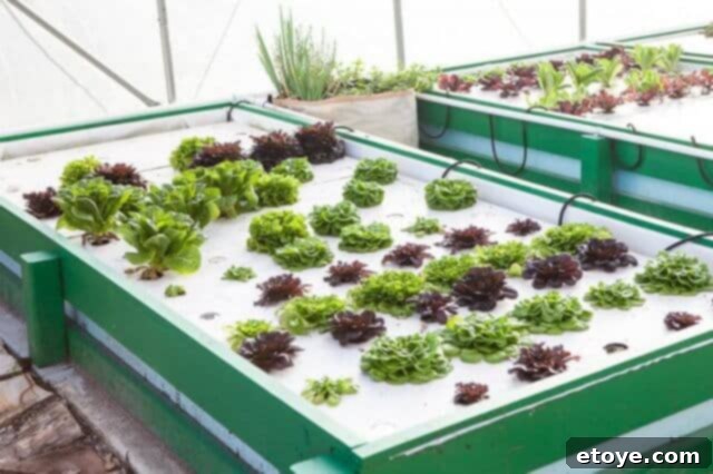 Slow Cooker Bone Broth Recipe - Asian Our aquaphonics garden Slow Cooker Bone Broth Recipe - Asian Our aquaphonics garden