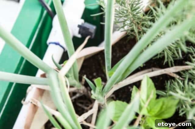 Slow Cooker Bone Broth Recipe - Asian grow your own green onion Slow Cooker Bone Broth Recipe - Asian grow your own green onion