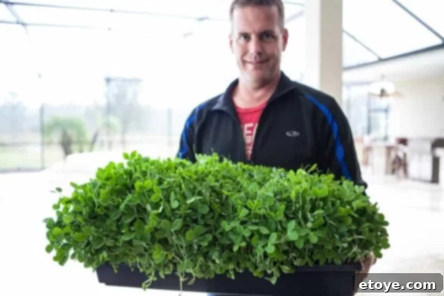 Garlic Stir-Fried Pea Shoots 3 Freshly harvested pea shoots, ready for cooking