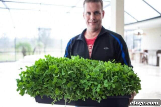 Mercola Grow Microgreens and Shoots Kit Giveaway 2 growing pea shoots sprouts microgreens-3902