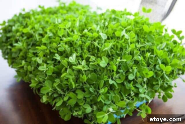 Mercola Grow Microgreens and Shoots Kit Giveaway 3 growing pea shoots sprouts microgreens-3903
