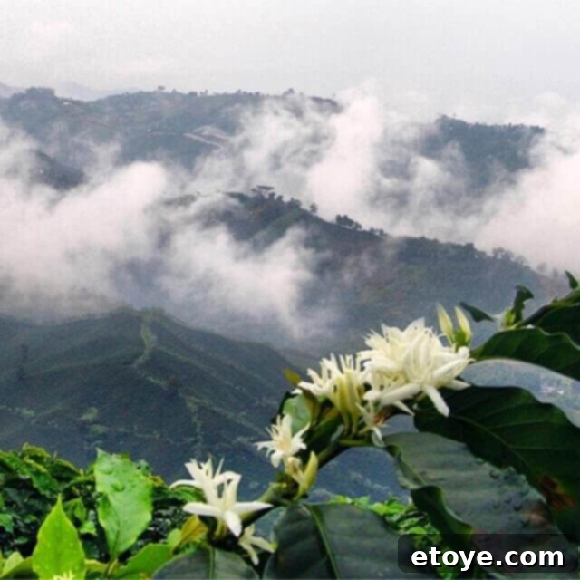 Cafe de Colombia Coffee In-Depth Review And Giveaway 3 Hand-picked coffee beans in Colombia