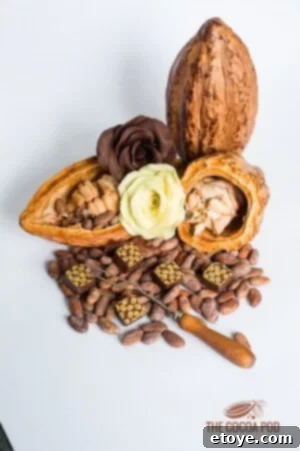 how-to-host-chocolate-tasting-4