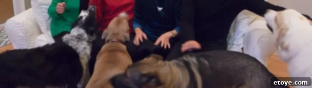 Dogs enjoying a cleaner home environment thanks to Venta Airwasher