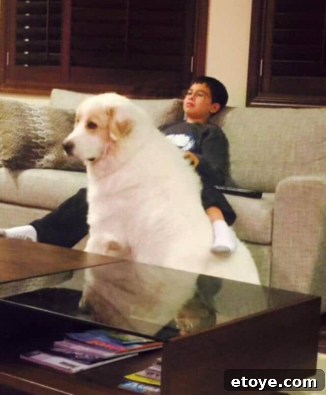 Fluffy, the Great Pyrenees, contributing to household pet dander