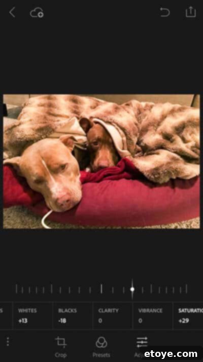 Adobe Photoshop Fix & Lightroom Mobile 6 Photo of dogs after initial Auto Tone and exposure adjustments in Lightroom Mobile