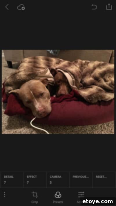 Adobe Photoshop Fix & Lightroom Mobile 8 Dogs on heated throw, cord successfully removed using Photoshop Fix's Spot Heal tool