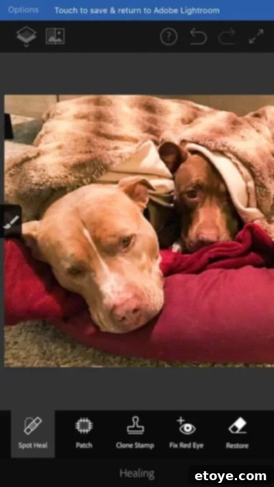 Adobe Photoshop Fix & Lightroom Mobile 9 Final edited image of dogs, showcasing flawless object removal and enhanced quality