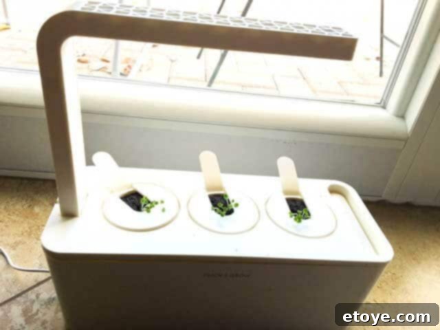 Click & Grow garden showing basil sprouts
