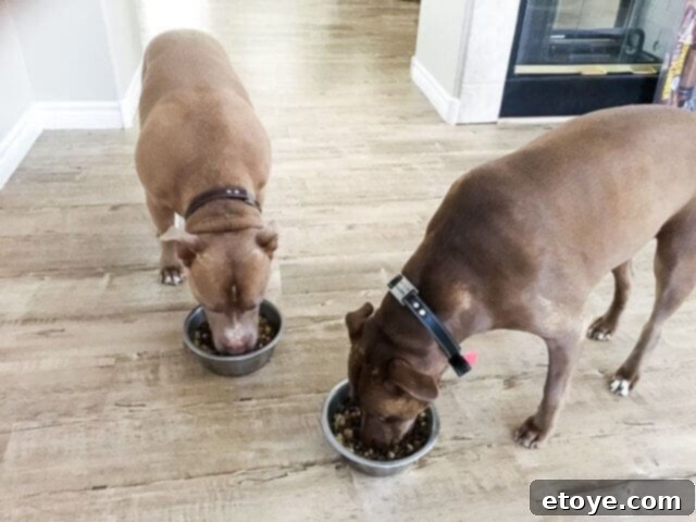 Rocco and Lainey enjoying their Farmer's Dog fresh food