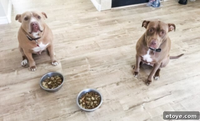 Rocco and Lainey patiently waiting for their Farmer's Dog meal