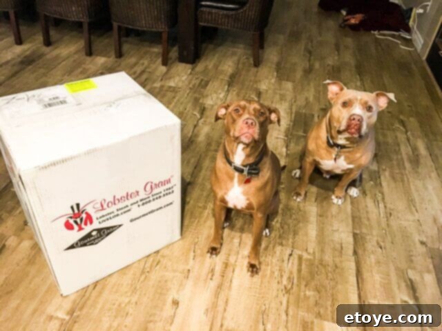 LobsterGram Review and a $250 Giveaway 3 LobsterGram Delivery Day Excitement