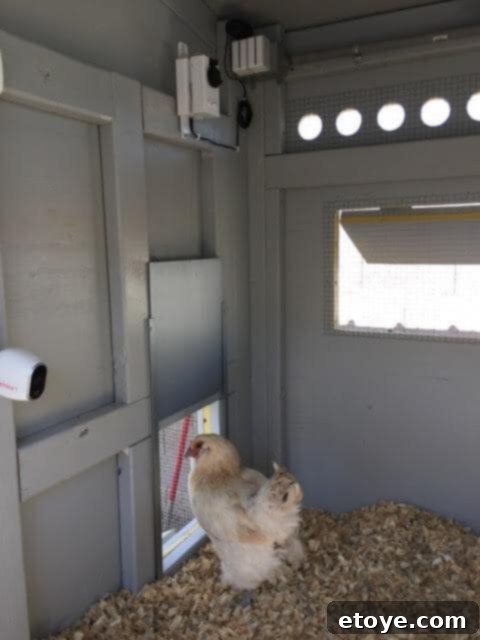 Inspiring Chicken Coops from Our Readers 5 High-tech chicken coop equipped with an automated door and surveillance camera, demonstrating strategic cost-saving trim around windows