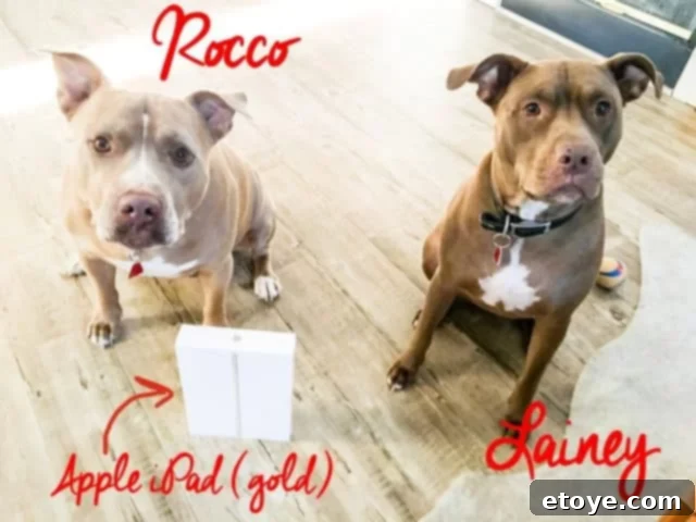 Win an Apple iPad 2 Two happy rescue dogs, Rocco and Lainey, eagerly looking at the camera, symbolizing joy and companionship. These adorable rescue dogs are sponsoring an amazing Apple iPad giveaway.