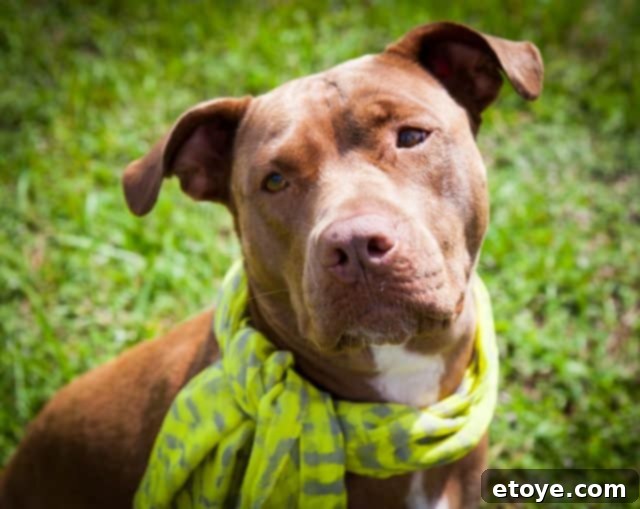 Win an Apple iPad 3 Lainey, a beautiful and playful rescue dog, captured mid-action or with a joyful expression, perhaps after a swim or a lively run, showcasing her vibrant spirit.