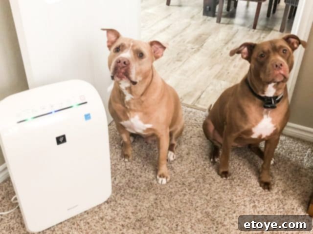 Sharp Air Purifier Review Sharp Air Purifier Review: Initial Setup and Home Integration