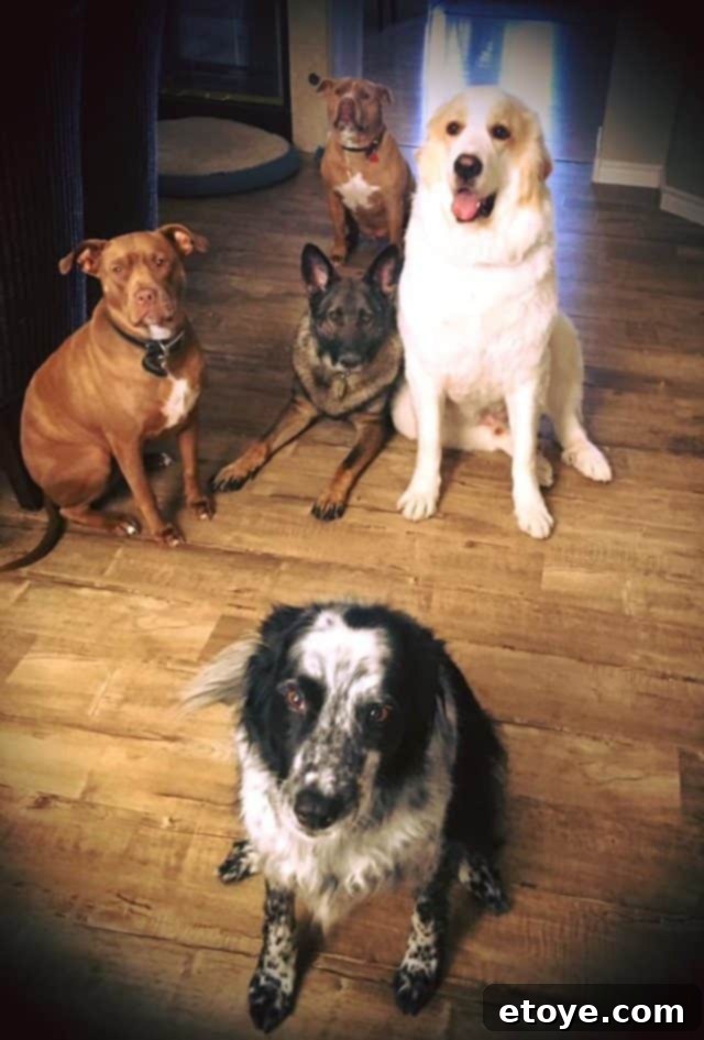 Sharp Air Purifier Review The reason for needing multiple air purifiers - Our beloved pets