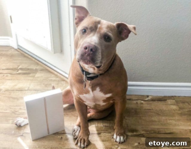 A person holding a brand new Apple iPad in a kitchen setting