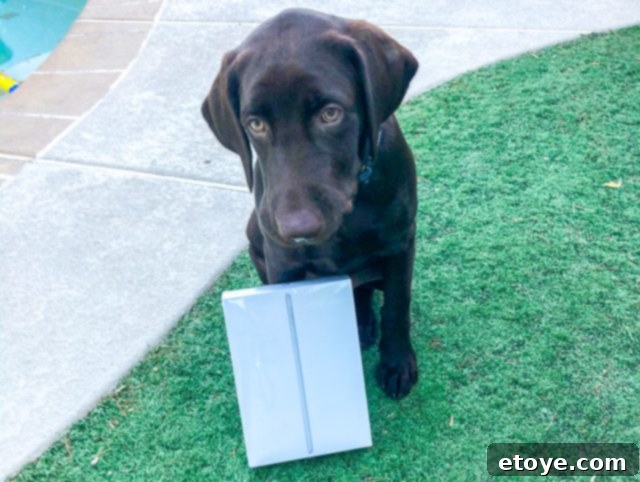 Adorable four-month-old puppy, Duke, sitting beside a brand new Apple iPad, looking playful.