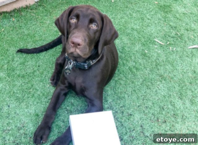 Duke the puppy, playfully biting a soft toy while the Apple iPad rests safely nearby, emphasizing his 'no chew' promise for the prize.