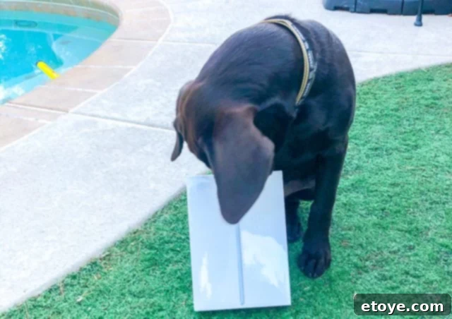 Duke the dog carefully sniffing the new Apple iPad, ensuring it's in perfect condition for the giveaway winner