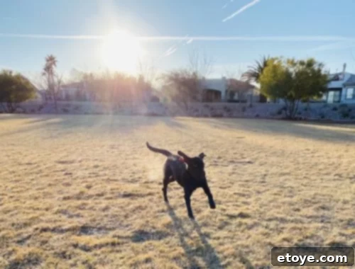 Score a Free $100 Walmart Gift Card 4 Duke on his morning walk