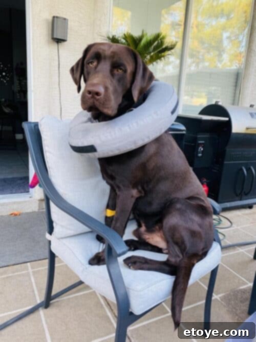 Duke the dog wearing an inflatable cone, looking mischievous