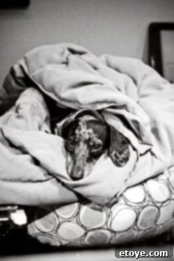 Dog enjoying 'Yappy Hour' in downtown Mount Dora